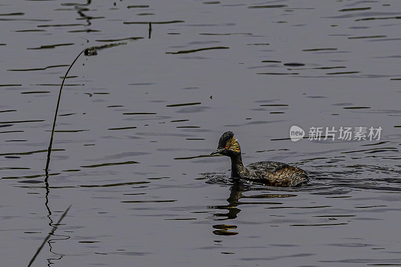 黑颈水鸟(Podiceps nigricollis)是水鸟科的一员。在怀俄明州黄石国家公园的水里游泳。䴙䴘目。